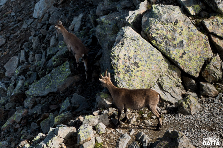 Chamois in the Crochues Traverse (© P. Gatta)