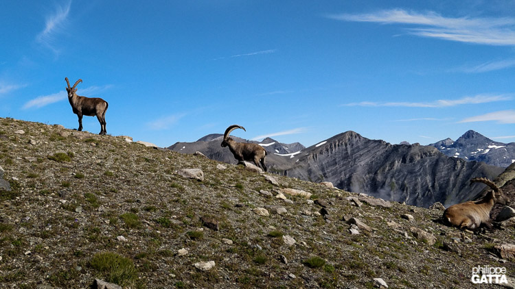 Ibex at Col des Corbeaux (© P. Gatta)