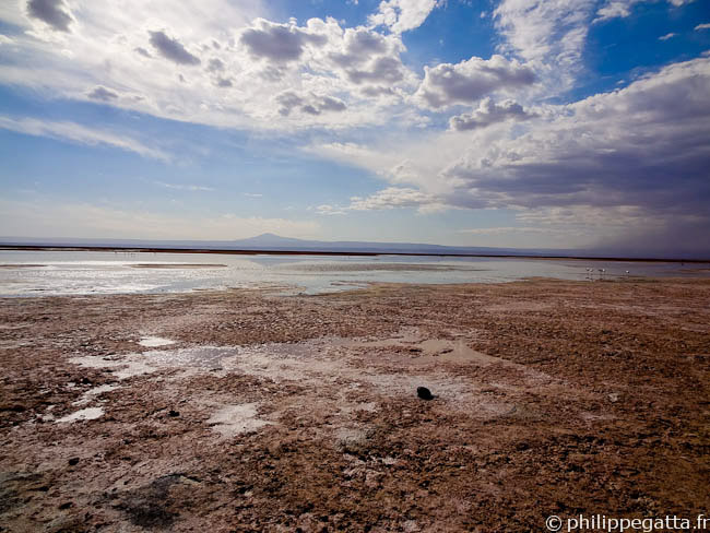 Laguna Chaxar, Salar de Atacama (© P. Gatta)