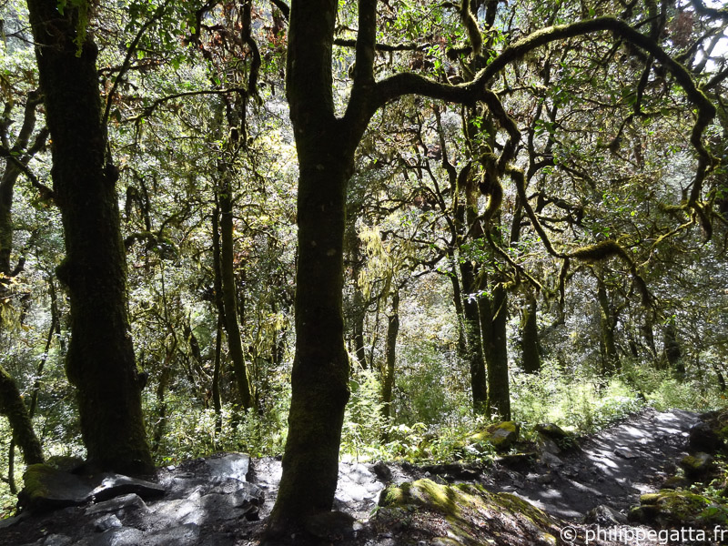 Forest in Langtang (© P. Gatta)