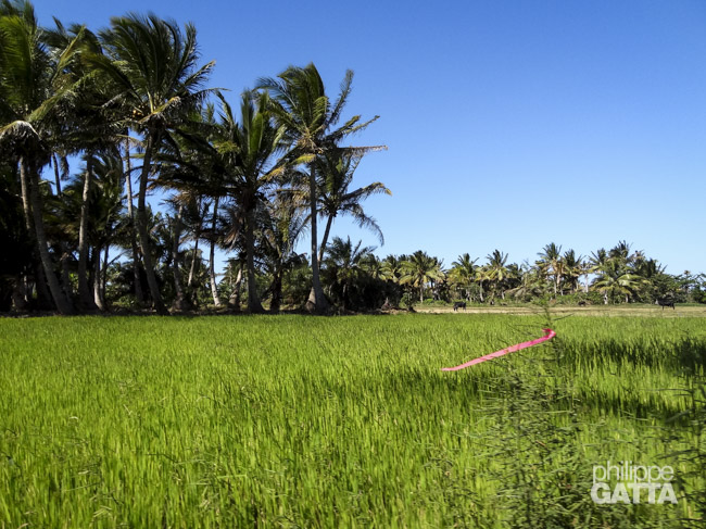 Rice fields near the end of Madagascar stage 2 (© P. Gatta)