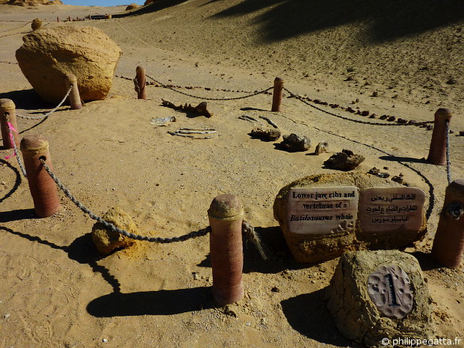 Fossils in the valley of Whales after check point 2 (© P. Gatta)