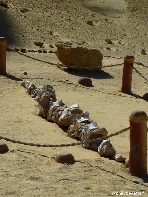 Fossils in the valley of Whales after check point 2 (© P. Gatta)